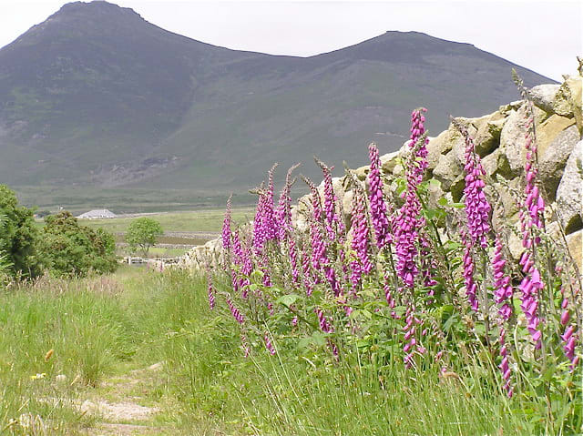 Foxgloves in the UK