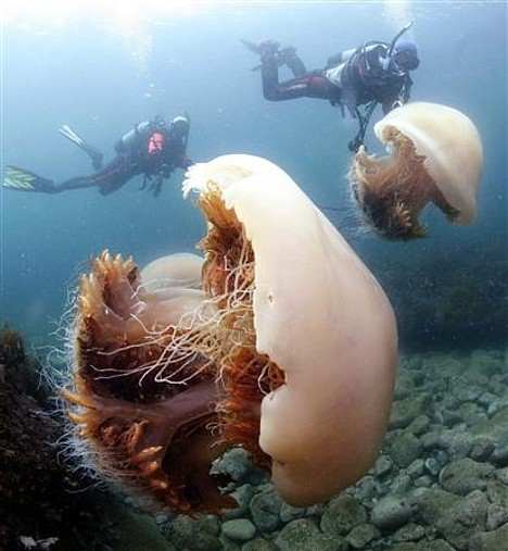 The giant Echizen Jellyfish shown in this photo is common in swarms off the coast of Japan. Its often used as a delicacy in china and Japan to make salads. Its venom is known to be poisonous to humans.