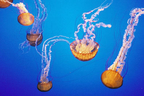 Sea Nettle Jellyfish are one species of jellyfish, in which its tentacles can produce a very painful, dangerous sting.
