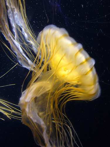 In this photo, a jellyfish, belonging to the Cubozoan class of jellies, swims quietly and without effort through a dark sea. The dangerous and deadly Box Jellyfish, or Sea Wasp also belongs to this same class of jellies.