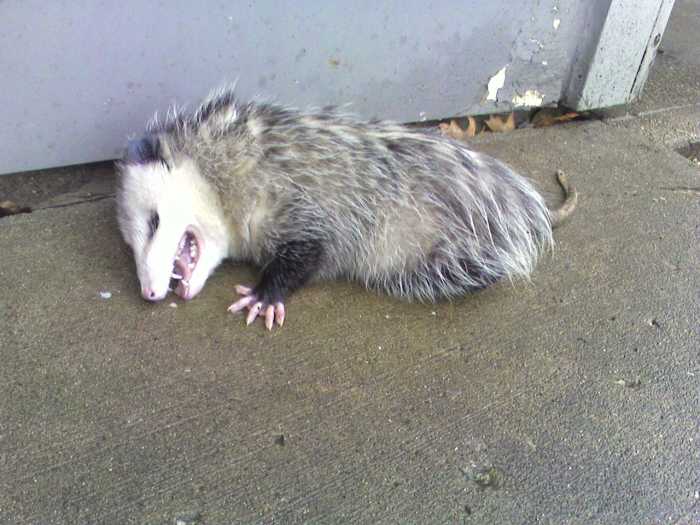 The Opossum How Did This Marsupial Ended Up In North American HubPages