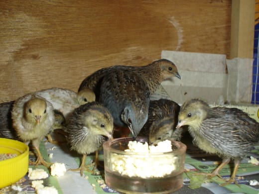 There are so many little mouths to feed. I am so glad the children learn really quickly how to feed themselves.