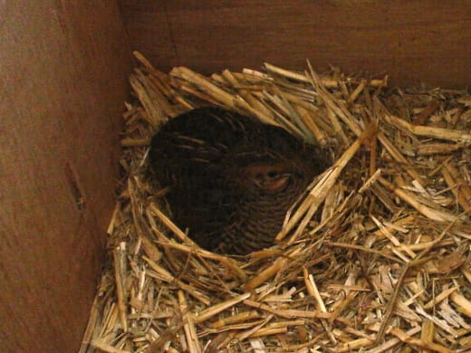 Mrs Quail sitting on the eggs, that's what she does all day long. Boy, is she grumpy!