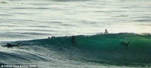 photo taken by passerby Gary Arthur Elliot - you can see the shark, believed to be a Great White, to the right of the picture.