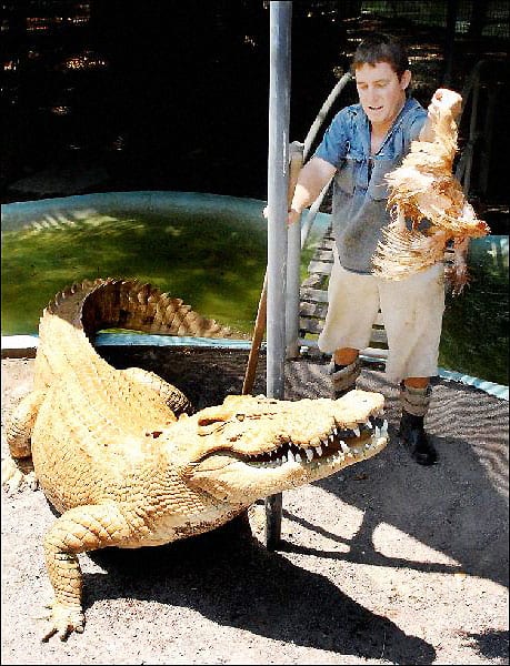 55 year old saltwater Albino "Burt" who made his film debut in Crocodile Dundee as the beast that nearly ate Linda Koslowski.