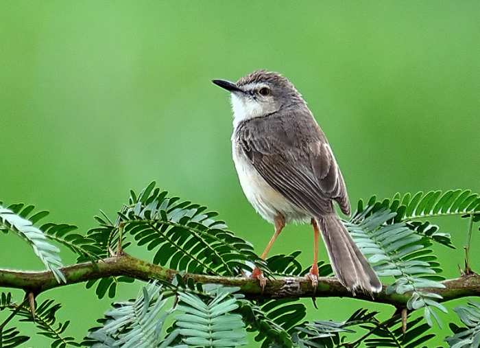 The Ashy Prinia or Ashy Wren Warbler has a variety of sounds under his belt. (Alongside Chitravati road)