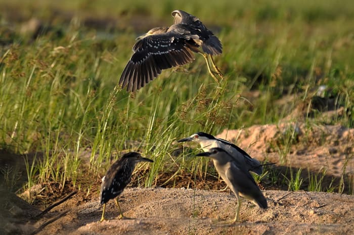 A restless youngster of the night heron family takes off. (Inner banks of Sahebcheruvu lake)