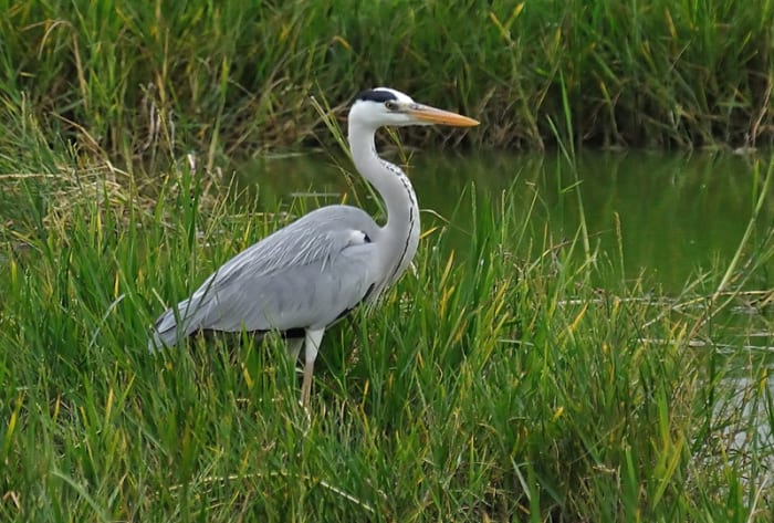 The majesty and beauty of the slender Grey Heron is matched by only a few in the world of birds. (Sahebcheruvu lake)