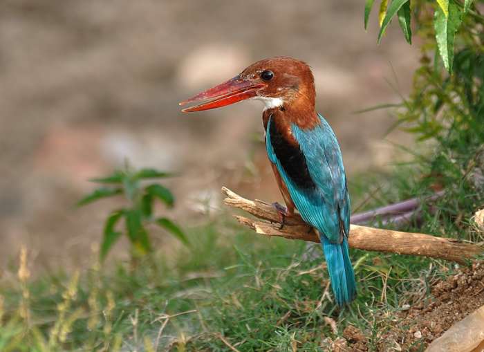 The king among all them fishers, the White Breasted Kingfisher waiting to dive for the kill. ( Enumulapalli lake )
