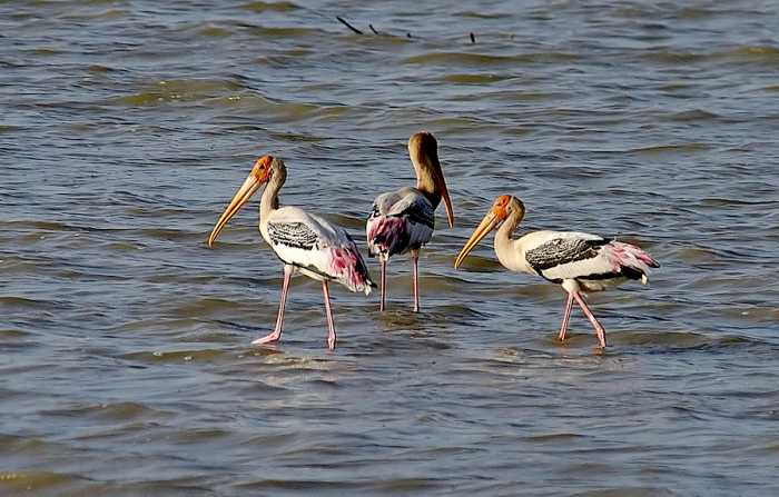 The Painted Storks fish together, eat together and fly away together too! (Bukkapatnam lake)