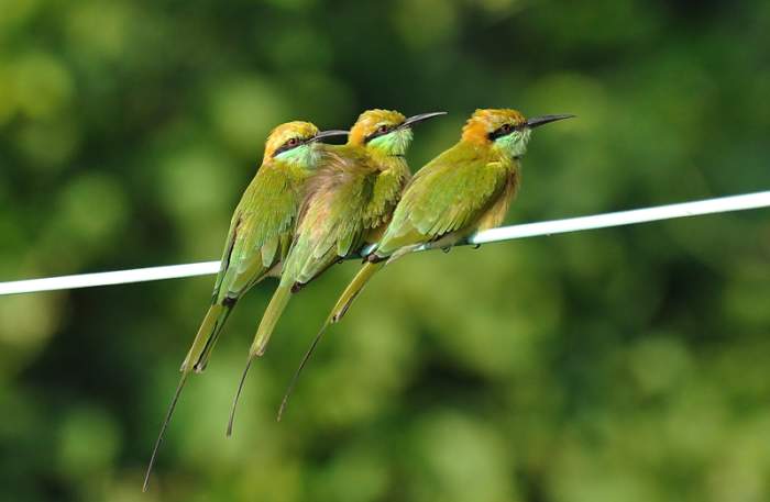 The Small Green Bee Eaters pick off bees in flight with deadly accuracy. (along the banks of Chitravati river)