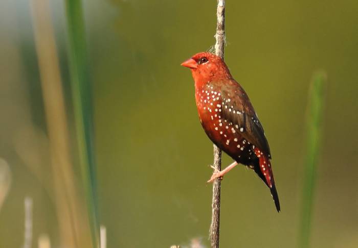 The gentle Red Munia splashes you with dashing red as it flutters among the reeds. (Chitravati river bed)