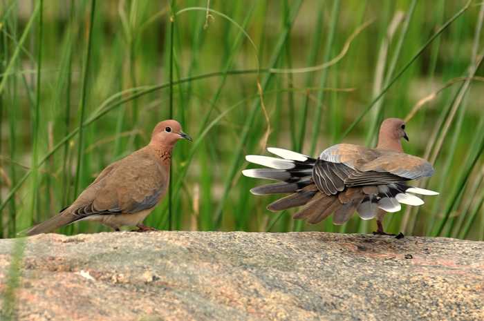 The courtship dance of the Laughing dove is hard to resist for any on looker! (Banks of Chitravati river)