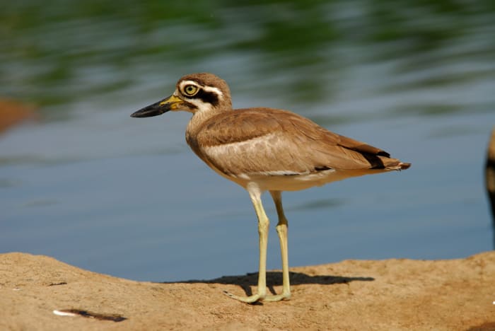 The Great Stone Plover is a fast runner and an excellent swimmer. Beware crustaceans! (Bukkapatnam lake)