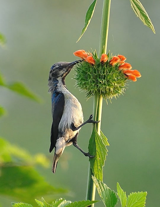 The Sunbird has been equipped with a slender straw-like beak to sip up sweet nectar. (along banks of Chitravati river)