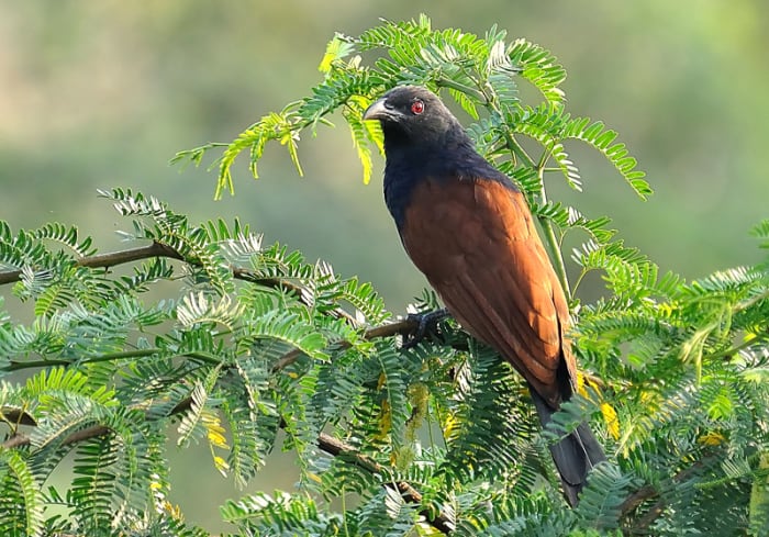 The Greater Coucal or Crow Pheasant is a sight to behold with its black and saffron colors (along Chitravati river bed)