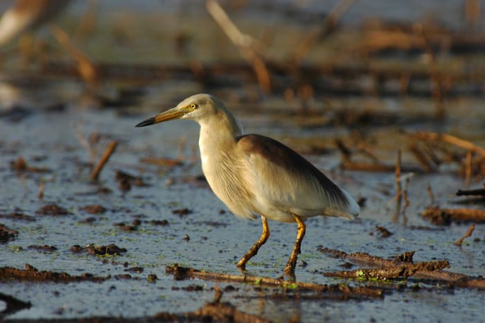 The Pond Heron spends all the day in shallow water catching frogs and fishes. (fields along the Sahebcheruvu)