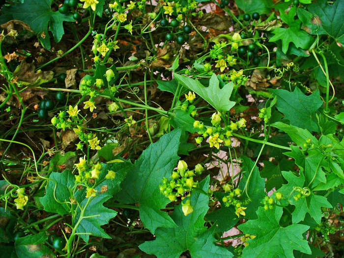 Bryonia alba Roots of this plant are used for preparation of the homeopathic remedy