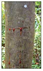 Sap coming out of sangre de drago (dragon's blood) tree. It looks just like blood.