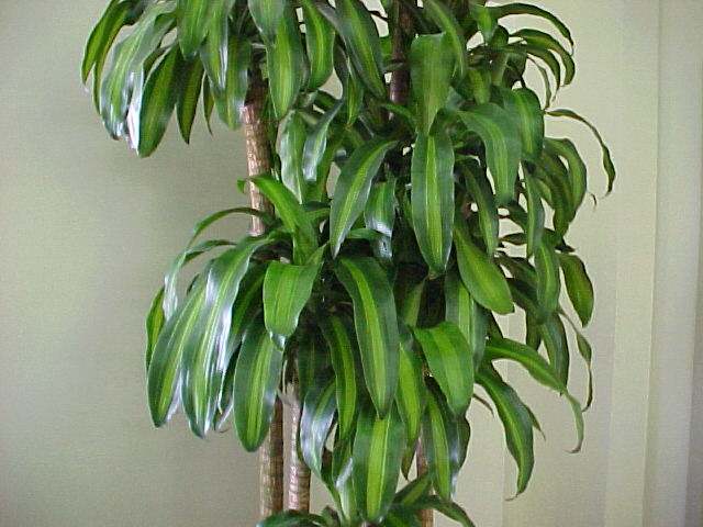 The cornstalk plant is an excellent indoor plant commonly used by feng shui experts for its soft, large leaves and for its air purifying qualities.