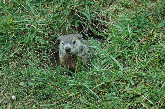 Excellent excavators, a groundhog's burrow may have up to fifty feet of tunnel with one or more spacious den, and two to five entrance holes to provide easy above-ground escape routes. Photo by: kennethkonica, September 10, 2011