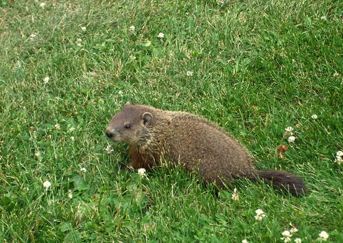 The groundhogs natural habitat stretches from Idaho in the northwest, down to Alabama & Georgia in the southeast, up the eastern seaboard into Canada The Yukon, & Alasaka Photo: Ben Babcock, 7 Jul 2010 http://creativecommons.org/licenses/by/2.0/deed.