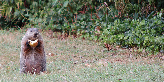 Like their cousin the squirrel, groundhogs are often observed sitting upright while enjoying a snack, but unlike the squirrel, they do not bury their food, or store for later meals. Photo by: John Kratz, August 22, 2006