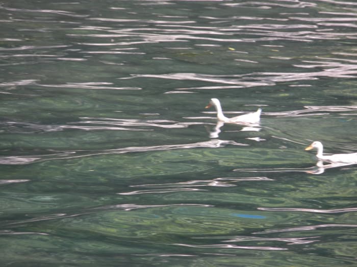 On the Li River cruise, we saw that people still keep ducks on the river and use boats like the one in Ping's story.