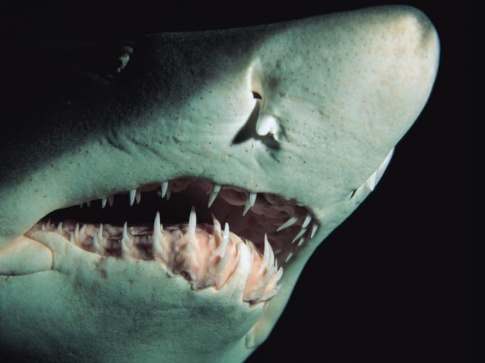 Top 10 Most Dangerous Sharks in the World - HubPages
