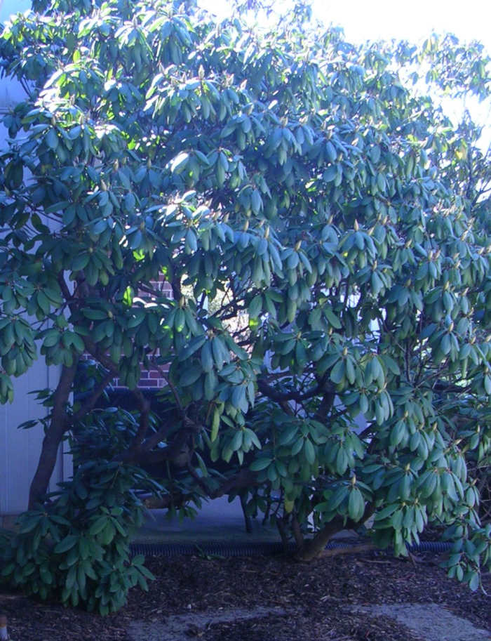 A mild afternoon in late February. The view I have of my neighbor's rhododendron from my kitchen window.