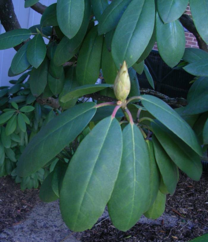 "It's a nice day, leave the scarf behind." The leaves at the base of the plant are almost completely opened by warmth from the ground, while the leaves above are slightly curled and mildly pendent. This is a Fahrenheit 45- to 50-degree day.