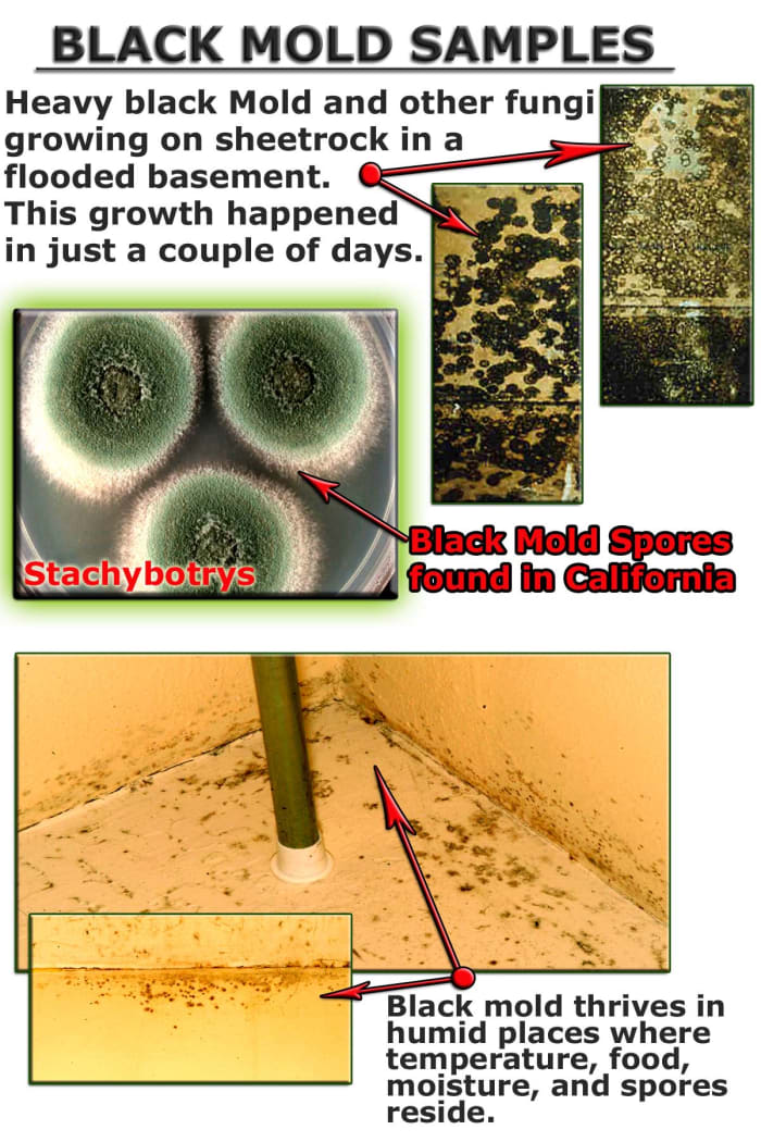 how-to-get-rid-of-black-toxic-mold-hubpages