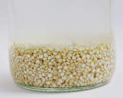 Fermenting of the Rejuvelac only takes a few days. When it smells like baking bread and taste lemony, its ready.