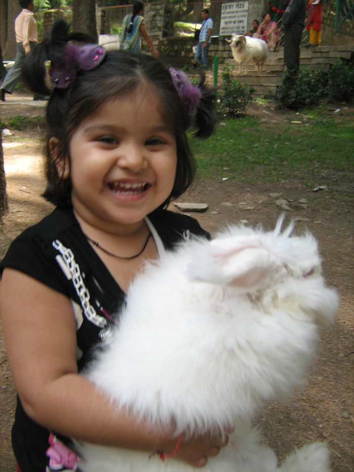 You can see a lot of rabbits in the Hadimba Devi Temple Complex and you can hire one for shooting some snaps.