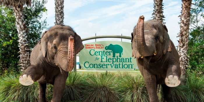 The Ringling Bros. and Barnum & Bailey Center for Elephant Conservation is the retirement place for their circus elephants