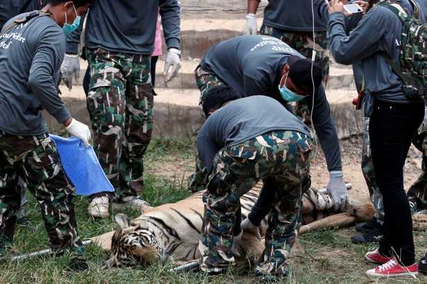 A sedated tiger is placed on a stretcher as officials start removing tigers from Thailand's controversial temple in Kanchanaburi province on May 30, 2016