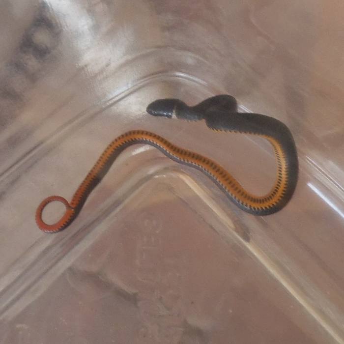 This is a ring neck snake and it's slimmer than a pencil. I looked it up and found that although it is poisonous, its mouth is too small to bite a human. I scooped it into a plastic container and covered it to keep it contained.