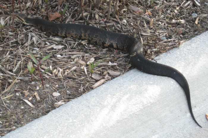 This one caught my eye. He was crossing the street and really stood out. Once it was on the mulch, it was harder to see this poisonous snake. Read more about dealing with a snake in your yard.