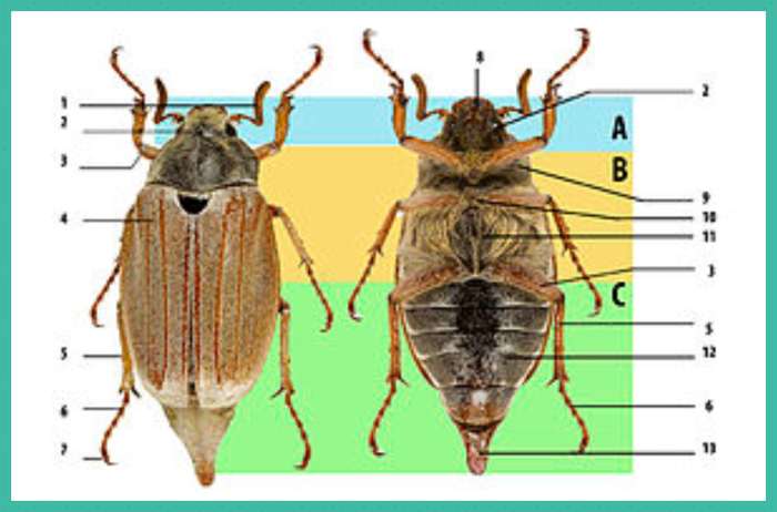 Beetle body structure, using cockchafer. A: head, B: thorax, C: abdomen. 1: antenna, 2: compound eye, 3: femur, 4: elytron (wing cover), 5: tibia, 6: tarsus, 7: claws, 8: mouthparts, 9: prothorax, 10: mesothorax, 11: metathorax, 12: abdominal sternit
