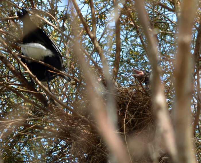 This baby magpie about 1 week old is already demanding food from Mum Magpie and Dad Magpie