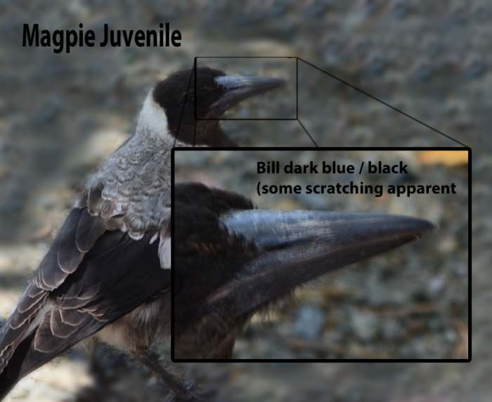 Magpie juvenile, approx 12 months old showing a dark blue/blackish bill. Some scratches are showing due to either fighting or scavenging for food.