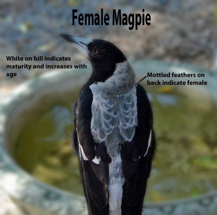 Female magpie has bill turning white indication some age and mottled back indicating - female