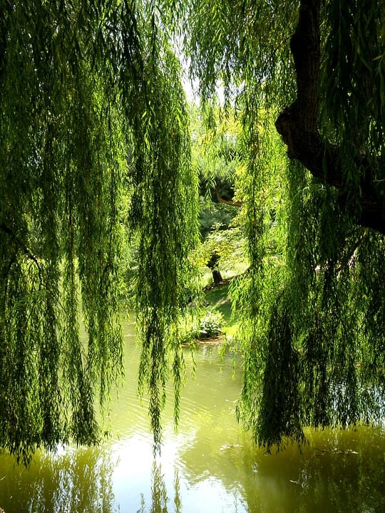 The leaves and bark of the weeping willow tree were used in ancient times for aches and fever.