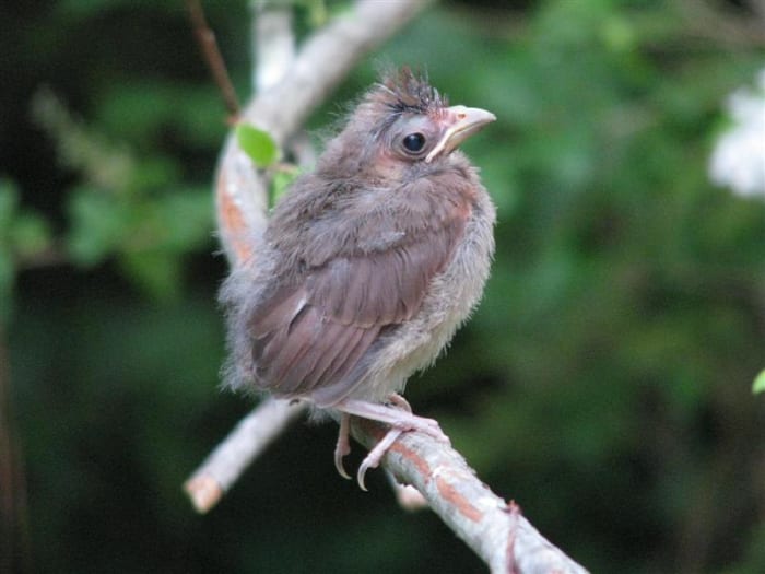Just out of the nest, perched on a blueberry branch, trying to look like part of the bush.