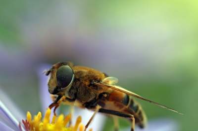Bees exhibit some fixed-action behaviors, such as showing the hive where food they have found is located.