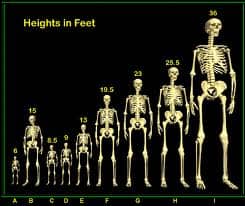 Giants have been found all over the earth, there is no doubt that they really existed just as the Bible claims.