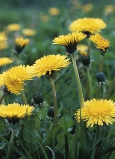 Dandelion leaves produce a diuretic effect the roots act as an antiviral agent, appetite stimulant, digestive aid, and may help promote gastrointestinal health. The flower has antioxidant properties.They may also help improve the immune system.