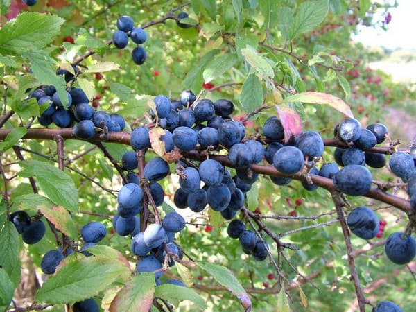 Sloes are full of vitamin c and antioxidants and the syrup is a traditional remedy for fighting off flu.