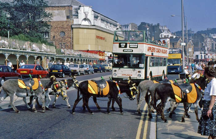 Donkeys at Scarborough - it's what the kids come for (and some adults), picture by Tony Wilson