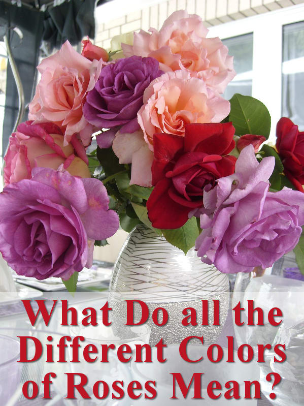 What do all the different colors of roses mean?